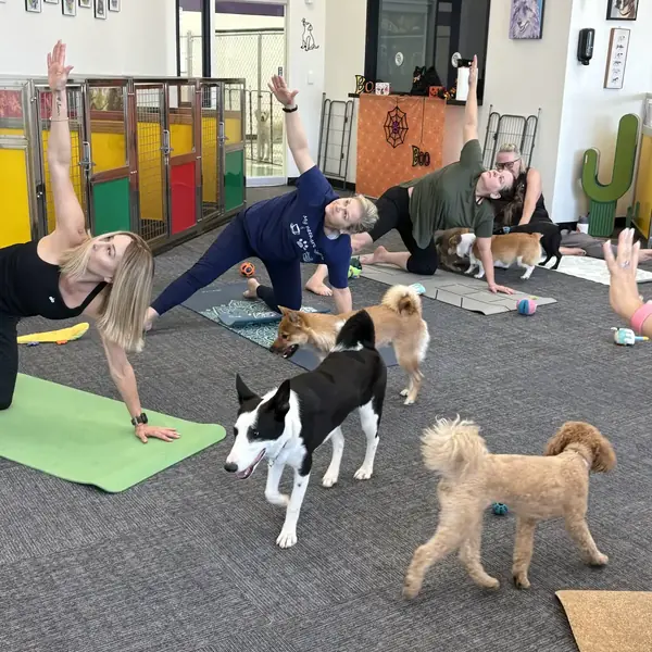 Tiny guest at K9 Rox Club puppy yoga